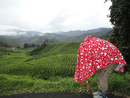 Paddestoel Cameron Highlands